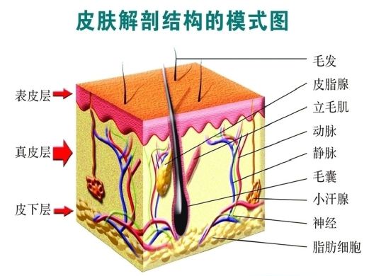 运动抗衰老原理_锻炼对抗衰老_运动可以抗衰老吗